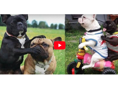 Frenchies Being Their Funny Selves - Video